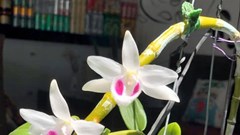 Hòa Bình: Dân ồ ạt "cắm" nhà đất, tài sản để đầu tư lan đột biến chục tỷ