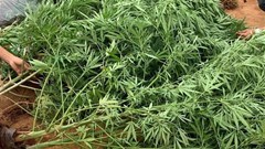 Xử lý các đối tượng trồng, tiêu thụ cây cần sa quy mô lớn tại Đắk Lắk