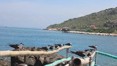 Đảo Yến – Một khúc ca