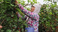 Cận cảnh vườn dâu tằm chín mọng ở ngoại thành Hà Nội