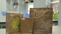 Sinh viên “sản xuất” túi giấy từ ...cây chuối