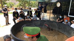 Đột kích “trường gà”, bắt quả tang 47 đối tượng đang tham gia cá cược