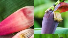 7 lợi ích của hoa chuối đối với sức khỏe