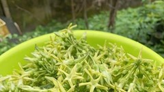 Tác dụng bất ngờ của hoa thiên lý đối với sức khoẻ