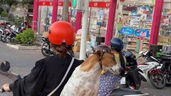 Từ những vụ chó tấn công người gây tử vong: Phớt lờ những cảnh báo nguy hiểm