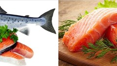 Lợi ích dinh dưỡng tuyệt vời của các loại "cá béo"