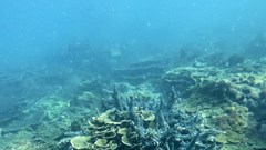 Bảo vệ rạn san hô tự nhiên tại bán đảo Sơn Trà