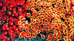 RA MẮT LỄ HỘI TULIP LỚN NHẤT VIỆT NAM TẠI VINPEARL NHA TRANG