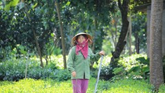 Chuyện về cây cà phê ở Ba Vì (Bài cuối): Đồn điền "cà phê lộng lẫy" chỉ còn trong kí ức