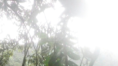 Săn lan rừng ngày Tết