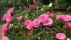 Pháp: Du lịch hoa hồng hút khách sau hơn một năm đại dịch