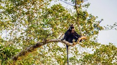 Quảng Bình: Dừng dự án mỏ đá để bảo vệ đàn voọc gáy trắng