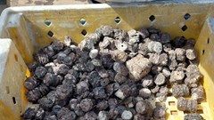 Phát hiện, ngăn chặn người dân trục vớt, vận chuyển tài sản chìm đắm dưới biển