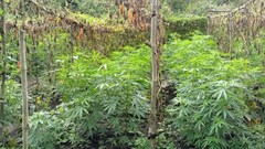 Đắk Nông: Phát hiện vụ trồng trái phép hơn 200 cây cần sa trong rẫy