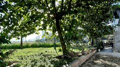 Bình Định: Vì sao vòng xuyến Mũi Tấn vẫn chưa được chỉnh trang?