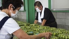 Nhật Bản: Mùa thu hoạch dưa hấu vuông đặc sản trên đảo Shikoku