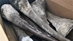 Đà Nẵng: Bắt giữ lô hàng nhập  khẩu nghi sừng tê giác, xương động vật hoang dã