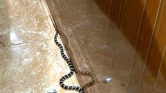 Mùa nóng, cẩn thận với rắn độc vào nhà