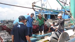 Đà Nẵng:  Đảm bảo cung ứng nguồn hải sản cho người dân sau khi tạm dừng hoạt động cảng cá Thọ Quang
