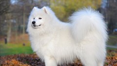 Năm Mậu Tuất: Top 10 loài chó “sang chảnh” đắt nhất thế giới