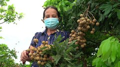 Lên phương án chi tiết đưa nông sản phía Nam ra Bắc