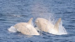 Phát hiện cặp cá voi sát thủ màu trắng cực quý hiếm ở Nhật Bản