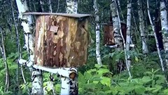 Độc đáo nghề nuôi ong truyền thống tại Nga