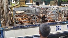 Nuôi nhốt trái phép 17 con hổ trưởng thành trong nhà dân ở Nghệ An