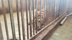 Xung quanh việc giải cứu 17 "chúa sơn lâm" bị nuôi nhốt trái phép trong nhà dân: Công an vào cuộc, chính quyền mới biết