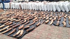 Nigeria thu giữ số lượng kỷ lục vảy tê tê và ngà voi trị giá 54 triệu USD