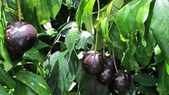 Hà Giang: 3 trẻ em tử vong do ngộ độc sau khi ăn quả hồng châu