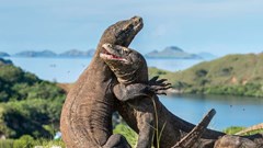 Indonesia: Dự án “Công viên kỷ Jura” đang đi đúng hướng bất chấp cảnh báo của UNESCO