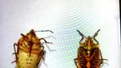 Bọ xít là “đặc sản” hay mối họa?