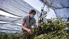 Hà Nội: Ảnh hưởng dịch Covid-19, nhiều gia đình trồng hoa ở Tây Tựu cắt bỏ hoa, để hoang ruộng