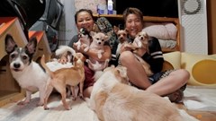 Hàn Quốc dự kiến cấp tư cách pháp nhân cho… động vật