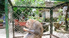 Bàn giao cá thể khỉ đuôi lợn cho Vườn Quốc gia Vũ Quang – Hà Tĩnh