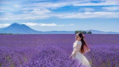 Ngất ngây giữa mùa hoa oải hương nước Pháp