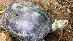 Vườn Quốc gia Hà Tĩnh tiếp nhận Cá thể rùa Răng quý hiếm