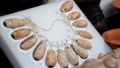 Những kho báu làm sáng tỏ nghi thức cổ xưa ở Mexico