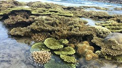 Người dân chung sức bảo vệ bãi san hô cổ