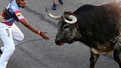 Lễ hội chạy đua bò tót lần đầu quay lại sau đại dịch ở Tây Ban Nha