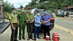 Cứu hộ thành công 2 cá thể Tê tê tại Điện Biên