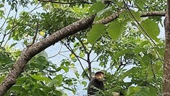 Thả cá thể voọc chà vá chân nâu về Vườn quốc gia Bạch Mã