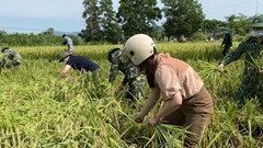 Thanh Hóa: Cán bộ công chức, công an, bộ đội giúp dân gặt lúa chạy bão