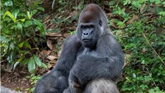 13 con khỉ đột có kết quả xét nghiệm dương tính với Covid-19 tại vườn thú Atlanta