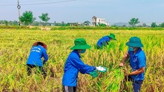 Thanh Hóa: "Áo xanh"  giúp dân gặt lúa giữa mùa dịch