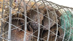 Lập "cầu" cứu hộ đặc biệt 4 cá thể Tê tê bị buôn bán trái phép