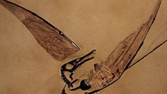 Phát hiện hóa thạch “rồng bay” tồn tại cách đây 160 triệu năm