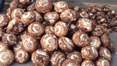 Khoai sọ Thuận Châu - Món ăn đậm chất vùng cao Tây Bắc