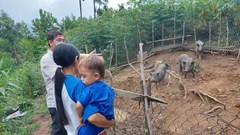 Kon Tum:  Vì sao dự án hỗ trợ heo giống cho đồng bào không hiệu quả